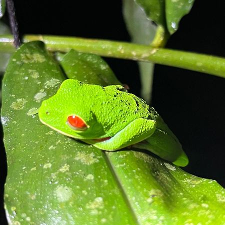 Апартаменты The Frog House Ла Фортуна Экстерьер фото