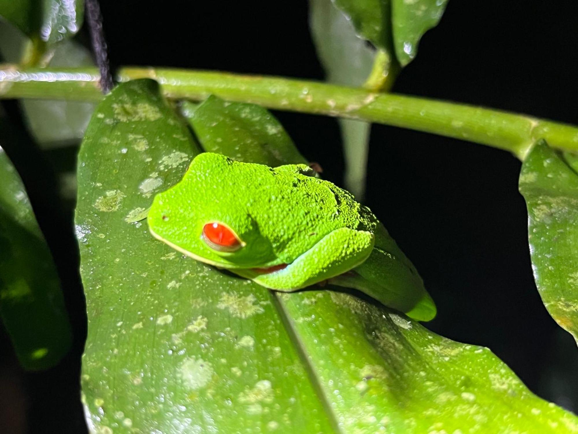 Апартаменты The Frog House Ла Фортуна Экстерьер фото