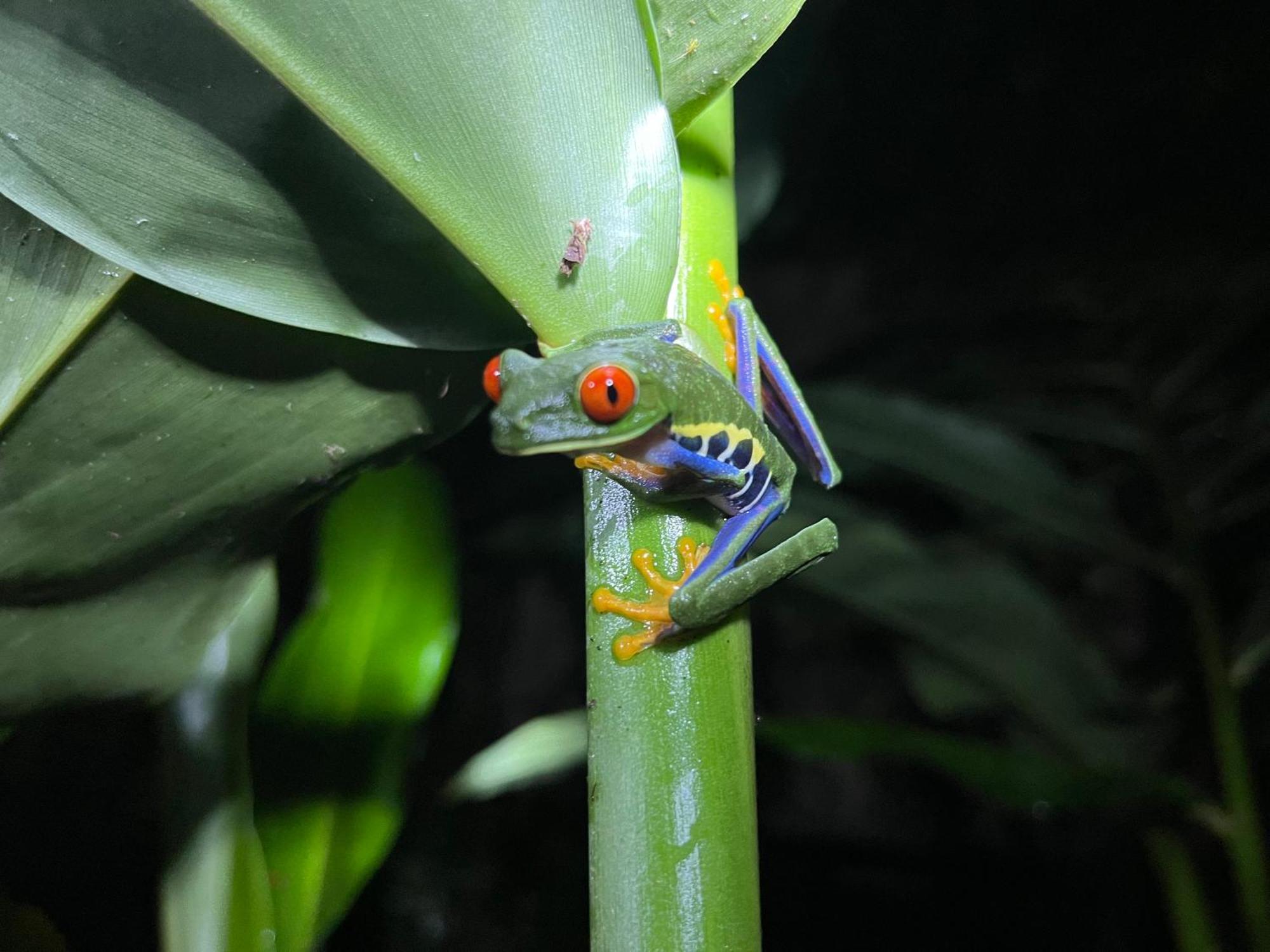 Апартаменты The Frog House Ла Фортуна Экстерьер фото