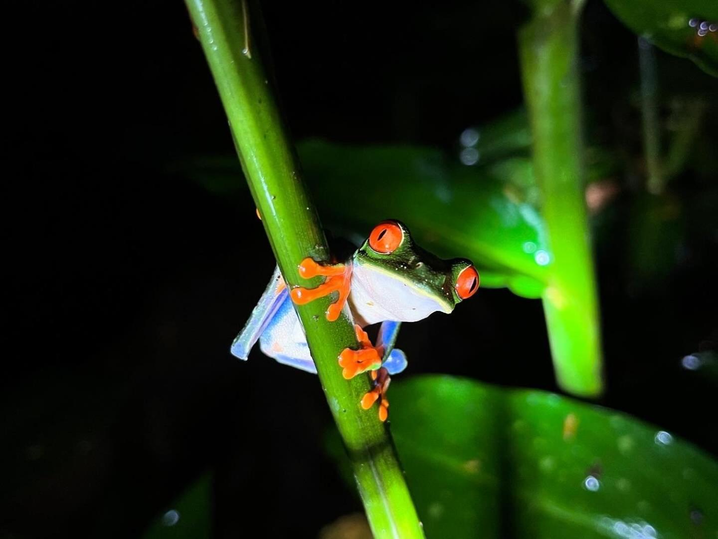 Апартаменты The Frog House Ла Фортуна Экстерьер фото
